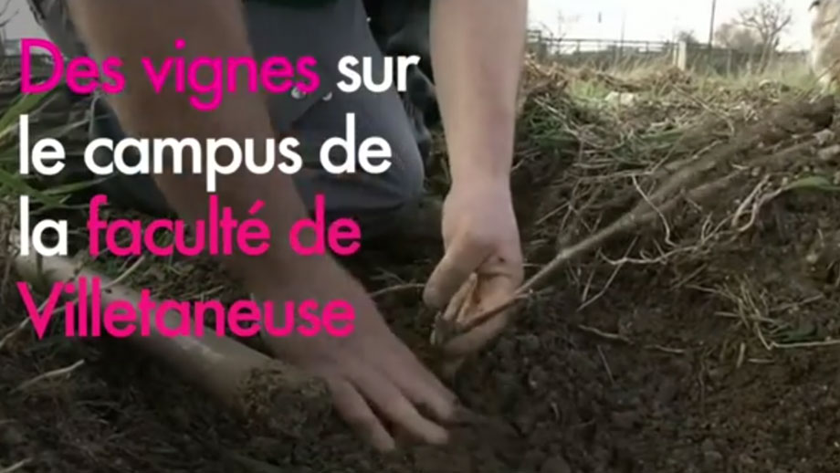 Des vignes sur le campus de la faculté de Villetaneuse